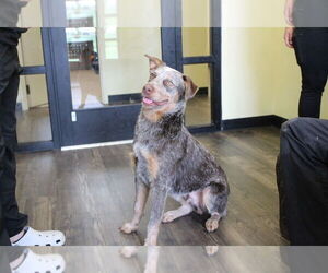 Mutt Dogs for adoption in Chestertown, MD, USA