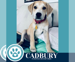 Labrenees Dogs for adoption in Kimberton, PA, USA