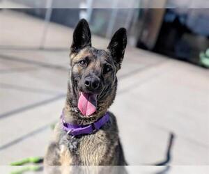 Mutt Dogs for adoption in Denver, CO, USA