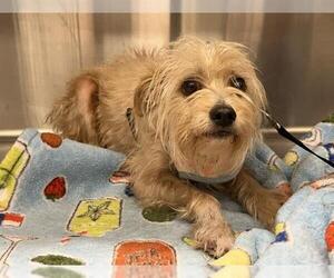 Mutt Dogs for adoption in Grand Prairie, TX, USA