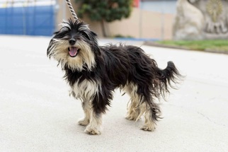 Tibetan Terrier Dogs for adoption in El Cajon, CA, USA