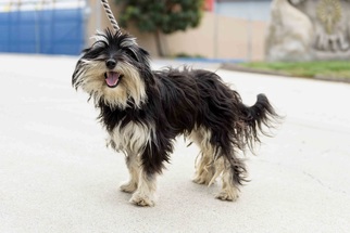 Small Tibetan Terrier