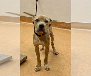 Mutt Dogs for adoption in Martinez, CA, USA