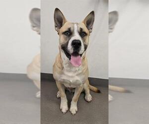 Anatolian Shepherd-Siberian Husky Mix Dogs for adoption in HESPERIA, CA, USA