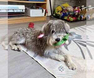 Mutt Dogs for adoption in San Leon, TX, USA
