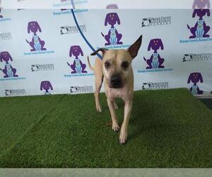 Mutt Dogs for adoption in Orlando, FL, USA