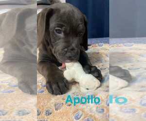 Labrador Retriever-Unknown Mix Dogs for adoption in Sheboygan, WI, USA