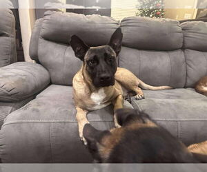 Mutt Dogs for adoption in Imlay City, MI, USA