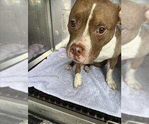 American Pit Bull Terrier-Bulldog Mix Dogs for adoption in Derwood, MD, USA