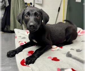 Unknown-Whippet Mix Dogs for adoption in Woodland, CA, USA
