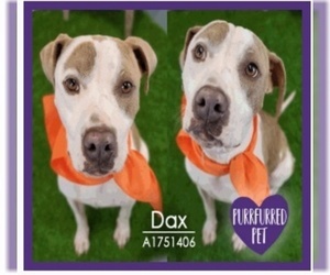 Bulloxer Dogs for adoption in Lakewood, CO, USA