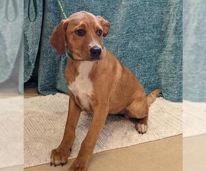 Black and Tan Coonhound-Labrador Retriever-Unknown Mix Dogs for adoption in Sterling, MA, USA