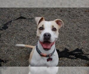 American Pit Bull Terrier-Unknown Mix Dogs for adoption in Pullman, WA, USA