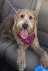 Goldendoodle Dogs for adoption in Spring Lake, NJ, USA