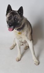 Akita Dogs for adoption in Fruit Heights, UT, USA