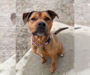 Mutt Dogs for adoption in Bemidji, MN, USA