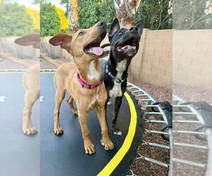 Doberman Pinscher-Rhodesian Ridgeback Mix Dogs for adoption in Cave Creek, AZ, USA
