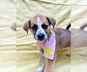 Box heeler Dogs for adoption in Tracy, CA, USA