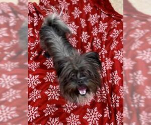 Affenpinscher-Unknown Mix Dogs for adoption in Springfield, MA, USA