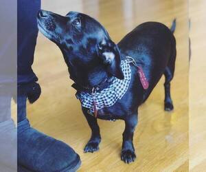 Dachshund Dogs for adoption in Bridgewater, NJ, USA