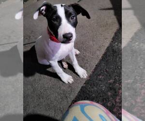 Mutt Dogs for adoption in Waterloo, IA, USA