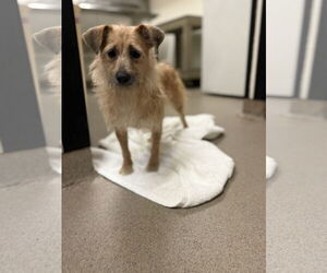 Border Terrier-Unknown Mix Dogs for adoption in Sanford, FL, USA