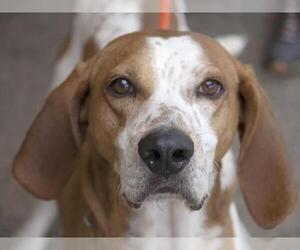Coonhound Dogs for adoption in Fort Collins, CO, USA