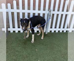 Boxer-Staffordshire Bull Terrier Mix Dogs for adoption in Modesto, CA, USA