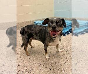 Chihuahua-Unknown Mix Dogs for adoption in Brighton, CO, USA