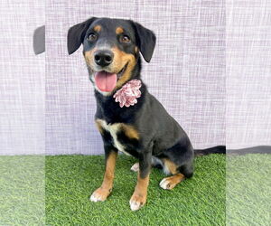 Dachshund-Unknown Mix Dogs for adoption in Corona, CA, USA