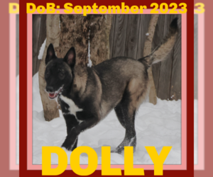 Mutt Dogs for adoption in Sebec, ME, USA