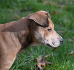 Medium Photo #1 Labrador Retriever-Unknown Mix Puppy For Sale in Baltimore, MD, USA