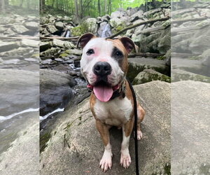 American Pit Bull Terrier-Unknown Mix Dogs for adoption in Rockaway, NJ, USA