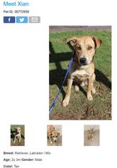 Medium Photo #1 Labrador Retriever-Unknown Mix Puppy For Sale in Williston, VT, USA