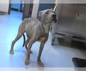 Mutt Dogs for adoption in Fayetteville, NC, USA