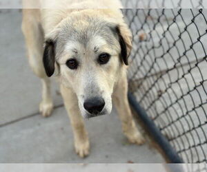 Great Pyrenees Dogs for adoption in Tulsa, OK, USA