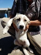 Medium Photo #1 Anatolian Shepherd-Unknown Mix Puppy For Sale in New Hampton, NY, USA