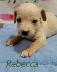Medium Photo #1 Dachshund-Unknown Mix Puppy For Sale in Shreveport, LA, USA