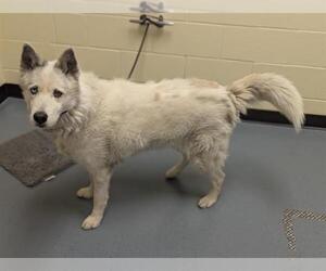 Akita-Siberian Husky Mix Dogs for adoption in Denver, CO, USA