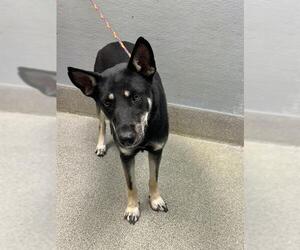 German Shepherd Dog-Unknown Mix Dogs for adoption in Las Vegas, NV, USA