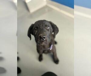Labrador Retriever-Unknown Mix Dogs for adoption in Visalia, CA, USA