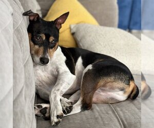 Rat Terrier Dogs for adoption in Atlanta, GA, USA