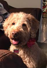 Goldendoodle Dogs for adoption in Naples, FL, USA