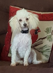 Poodle (Miniature) Dogs for adoption in Lenoir, NC, USA