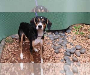 Beagle Dogs for adoption in Charlotte, NC, USA