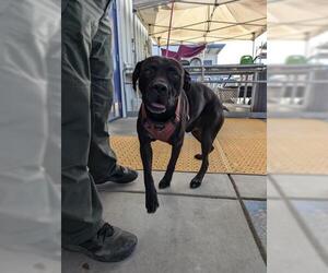 American Pit Bull Terrier Dogs for adoption in Bakersfield, CA, USA