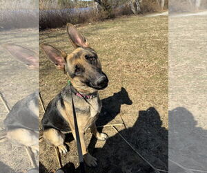 German Shepherd Dog Dogs for adoption in Newfield, NJ, USA