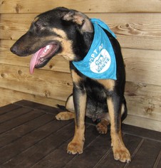Shepradors Dogs for adoption in Temple, GA, USA
