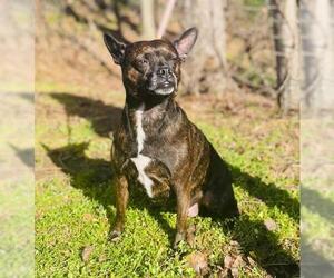 Boston Terrier Dogs for adoption in Clarkesville, GA, USA