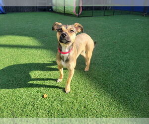 Chihuahua Dogs for adoption in Redwood City, CA, USA